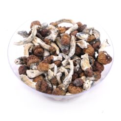 Golden Teachers Magic Mushroom