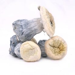 Blue Ghost Mushrooms
