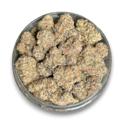 Gelato 41 (Mediums) AAA+